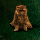 Illustration for article titled emThe Hunger Games/em Author Insisted the Cat Be Recast in emCatching Fire/em